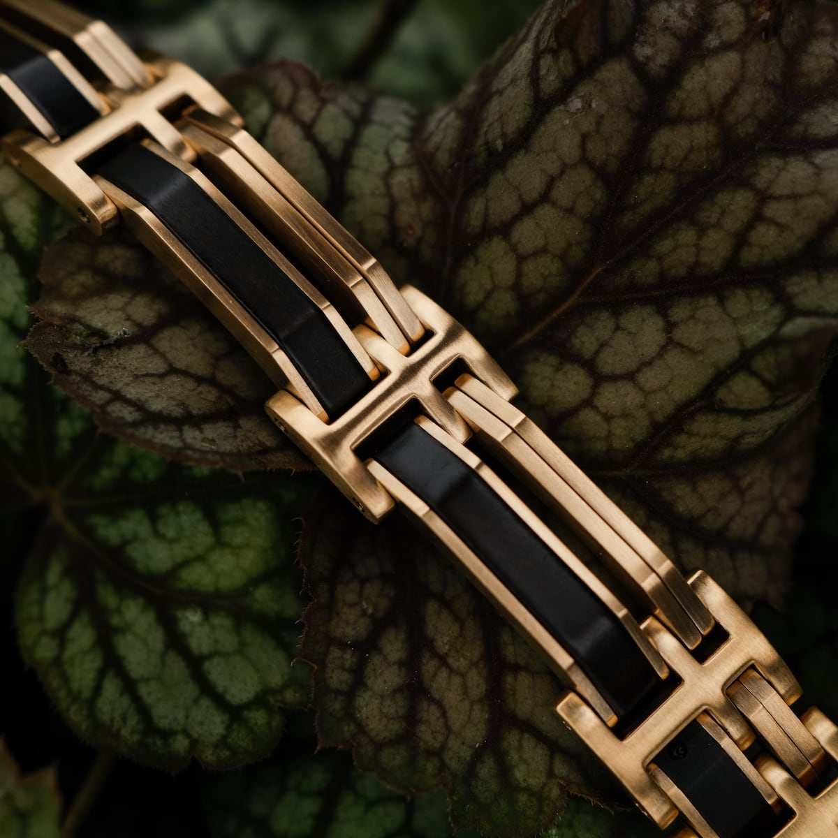 Staccato (Maple/Gold)