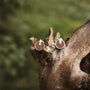 "Opacity Earrings", round earrings featuring walnut and silver materials, set against a natural wooden backdrop.