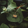 "Balance Necklace" necklace featuring an olive and gold design nestled on lush green leaves.