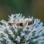 "Campania Ring", a stylish ring with maple wood and gold accents, displayed on a white flower.